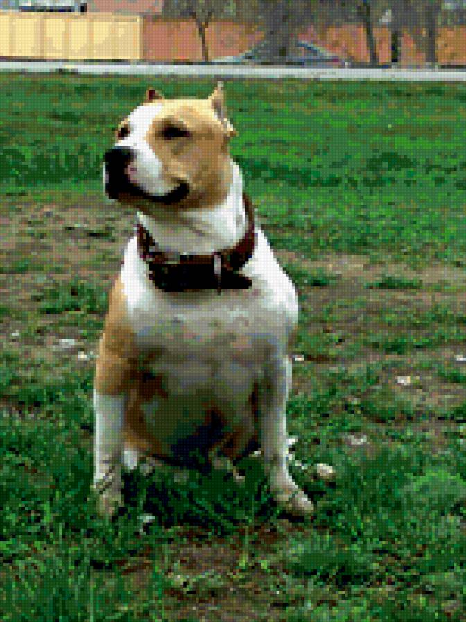 BANDY - предпросмотр