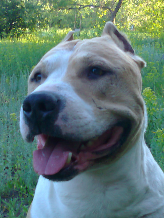 Bandy - оригинал