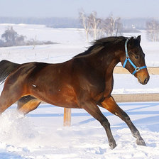 Схема вышивки «лошадь»