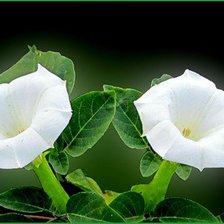 Схема вышивки «№411571»