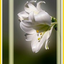 Схема вышивки «№411795»