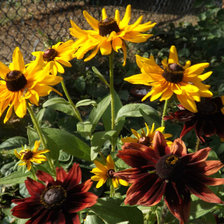 Схема вышивки «летние цветы»