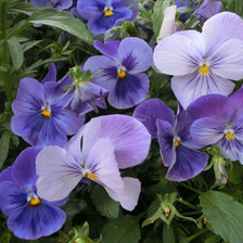 Схема вышивки «анютины глазки»