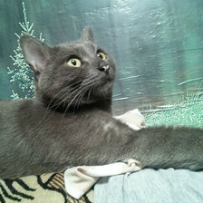 Схема вышивки «кот»