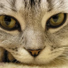 Схема вышивки «№411925»