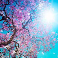 Схема вышивки «Сакура»