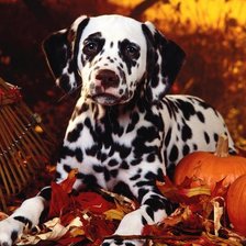 Схема вышивки «Далматинец»