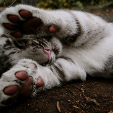 Схема вышивки «тигра лапы к верху»