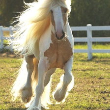 Схема вышивки «Лошадь»