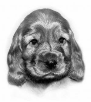 песик - собаки - оригинал