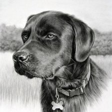 Схема вышивки «пес»