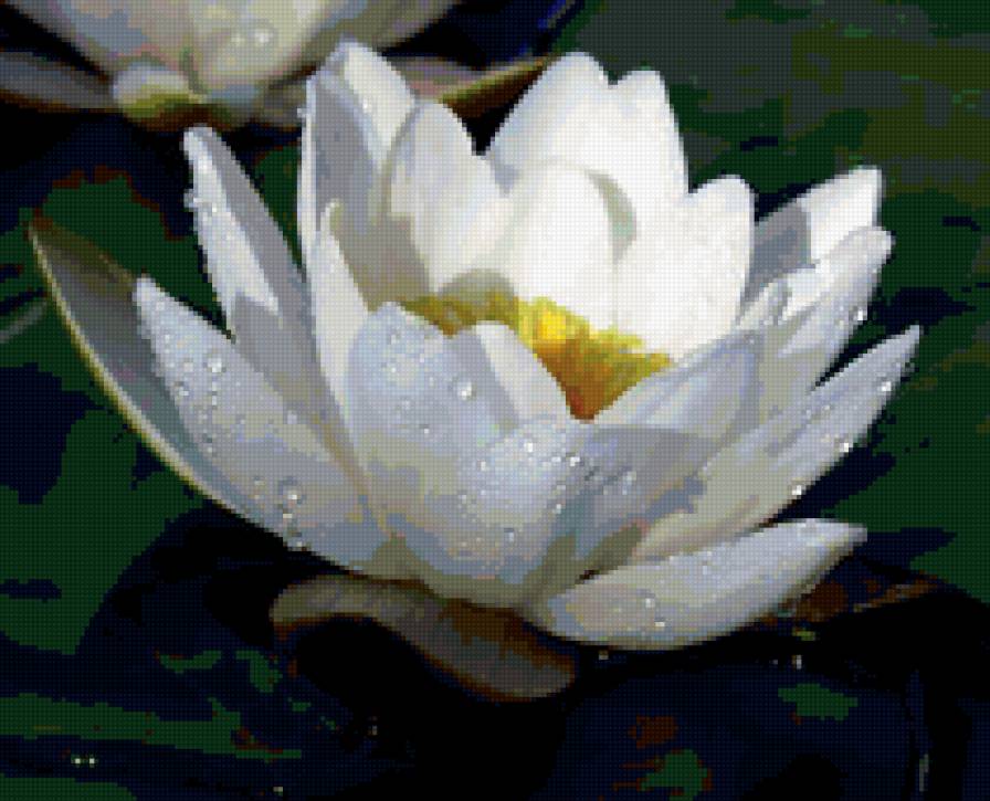 водная лилия - лотос, лилия - предпросмотр