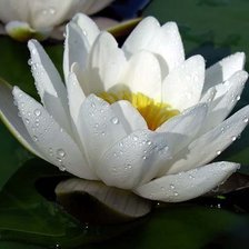 Схема вышивки «водная лилия»