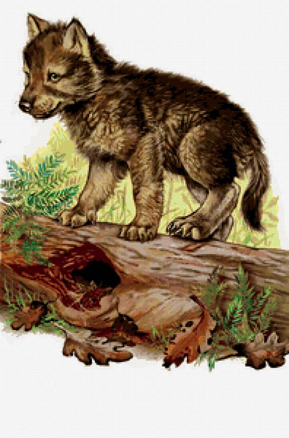 волченок - дикие животные - предпросмотр