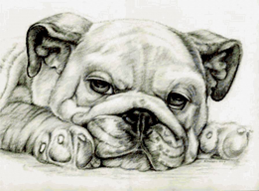 бульдог - собаки - предпросмотр