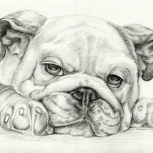 Схема вышивки «бульдог»