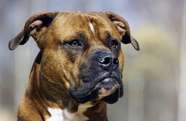 боксер - собаки - оригинал