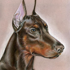 Схема вышивки «доберман»