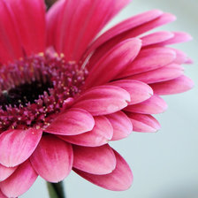 Схема вышивки «Розовый цветок»