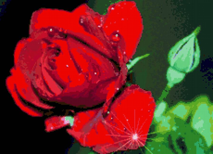 роза в росе - природа, цветы - предпросмотр