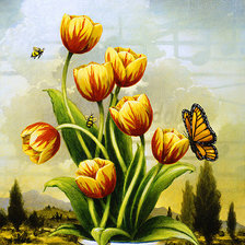 Тюльпаны