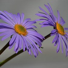 Схема вышивки «№412813»