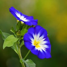 Схема вышивки «№412816»