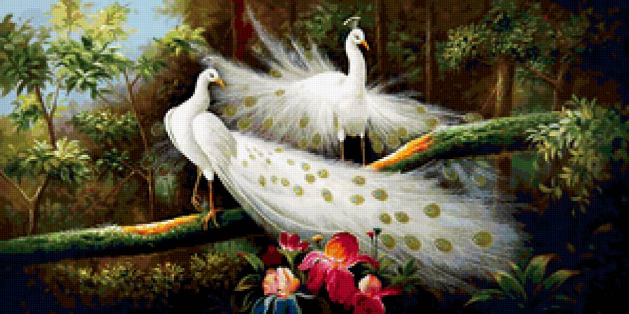 Белые павлины - павлин, птица - предпросмотр