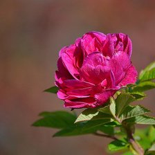 Схема вышивки «пион»