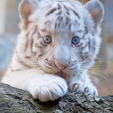 Схема вышивки «тигрёнок 2»