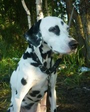 Схема вышивки «Долматин»