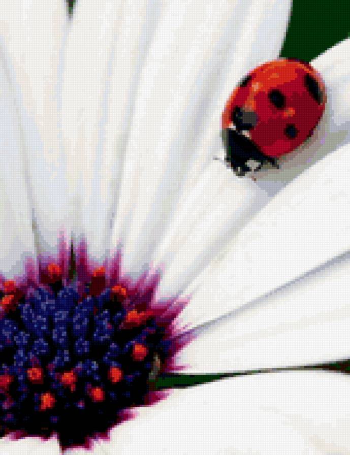 №413028 - ромашка, божья коровка - предпросмотр