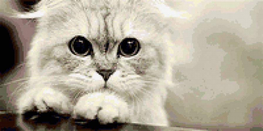 Котенок - глаза, котенок, кошки - предпросмотр