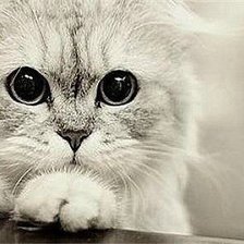 Схема вышивки «Котенок»