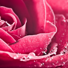 Схема вышивки «Роза»