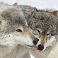 Схема вышивки «волки»