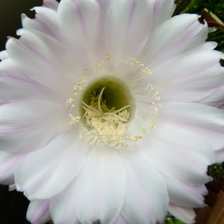 Схема вышивки «cvetok kaktusa»