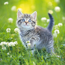 Схема вышивки «котенок»