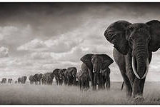 Схема вышивки «слоны»