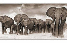 Схема вышивки «слоны»