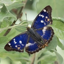 Схема вышивки «из цикла Бабочки»