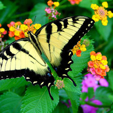 Схема вышивки «из цикла Бабочки»