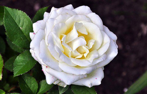 роза - цветок, розы, роза, цветы - оригинал