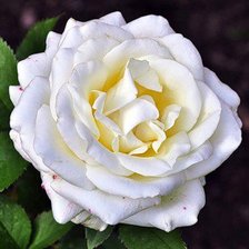 Схема вышивки «роза»