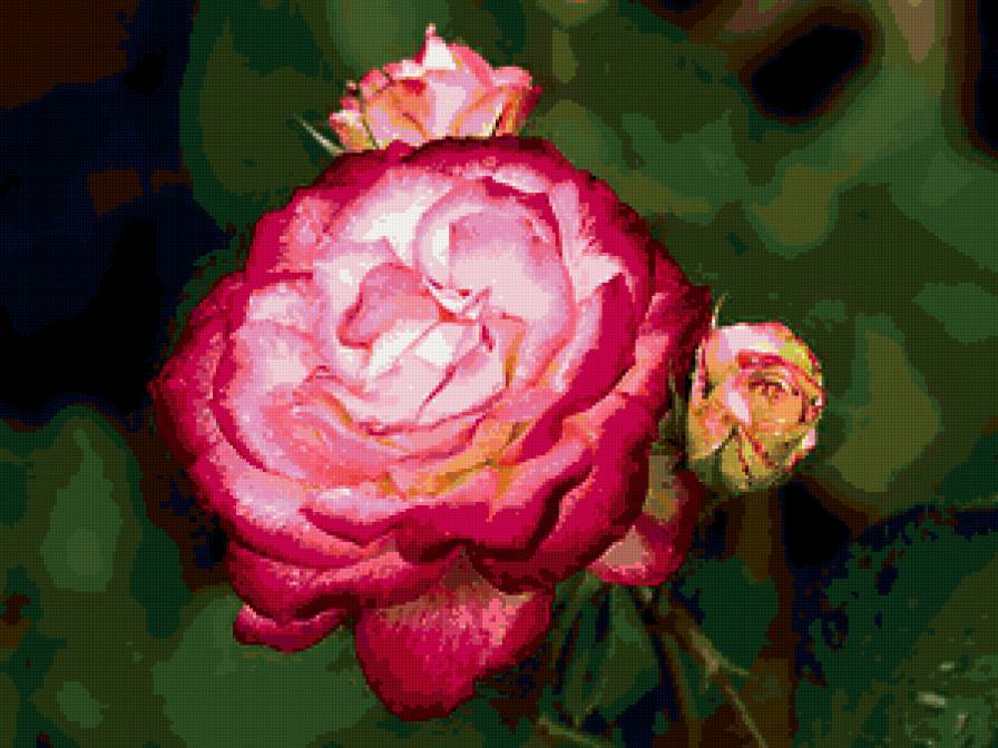 розы - цветы, цветок, розы, роза - предпросмотр