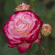 Схема вышивки «розы»