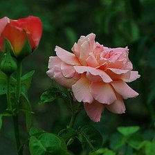 Схема вышивки «роза»