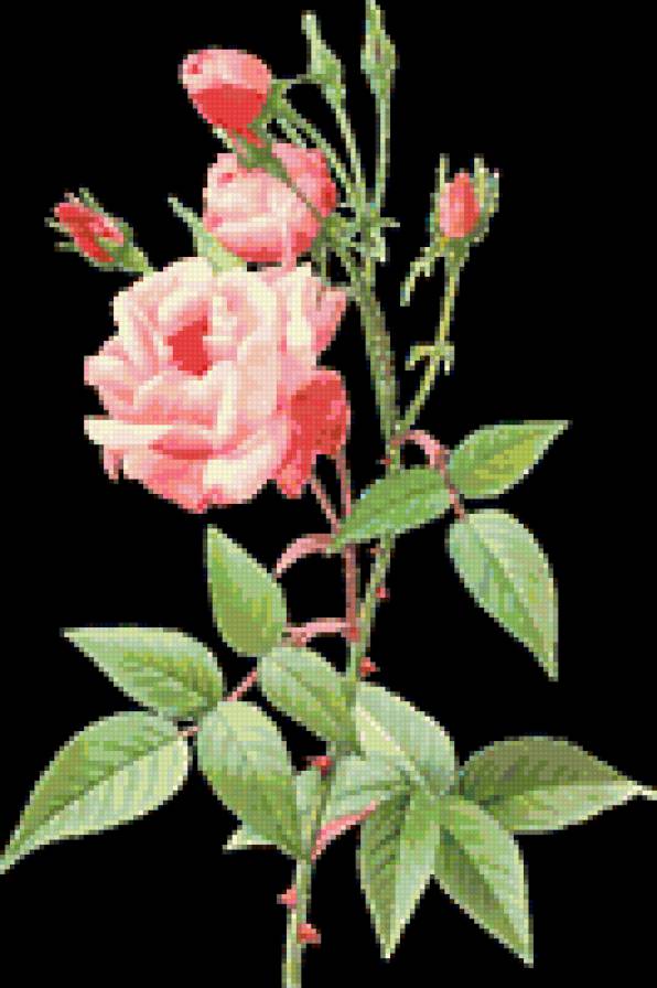 roses - предпросмотр