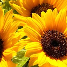 Схема вышивки «Подсолнушки»