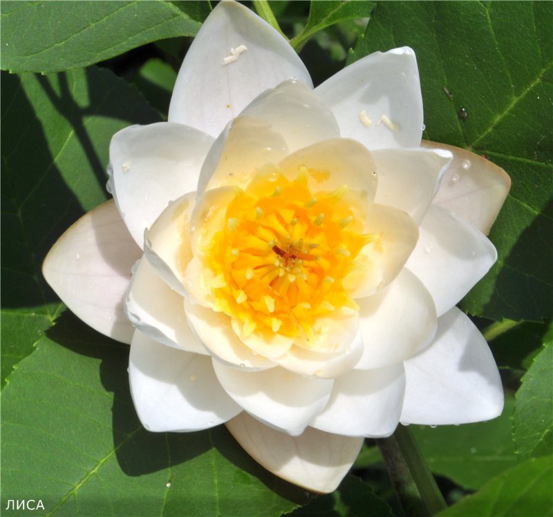 Улыбка реки - река, цветы, лилия - оригинал